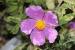 Cistus creticus ---EM---L.