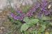 Salvia judaica ---EM---Boiss.