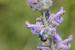 Nepeta curviflora---EM---Boiss. 