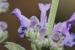 Nepeta curviflora---EM---Boiss. 