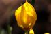 Gonocytisus pterocladus ---EM---(Boiss.) Spach