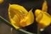 Gonocytisus pterocladus ---EM---(Boiss.) Spach