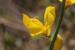 Gonocytisus pterocladus ---EM---(Boiss.) Spach