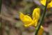 Gonocytisus pterocladus ---EM---(Boiss.) Spach