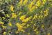 Gonocytisus pterocladus ---EM---(Boiss.) Spach