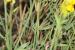 Gonocytisus pterocladus ---EM---(Boiss.) Spach