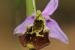 Ophrys holosericea---EM---(Burm. f.) Greuter