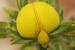 Ononis pubescens ---EM---L.