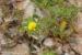 Ononis pubescens ---EM---L.