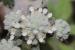 Teucrium capitatum---EM---L. 
