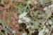 Teucrium capitatum---EM---L. 