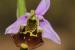 Ophrys holosericea---EM---(Burm. f.) Greuter