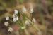 Allium trifoliatum ---EM---Cirillo 