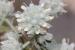 Teucrium capitatum---EM---L. 
