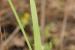 Allium trifoliatum ---EM---Cirillo 