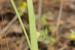 Allium trifoliatum ---EM---Cirillo 