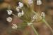 Allium trifoliatum ---EM---Cirillo 
