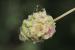 Sanguisorba minor ---EM---Scop.
