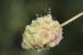 Sanguisorba minor ---EM---Scop.