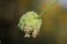Sanguisorba minor ---EM---Scop.