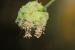 Sanguisorba minor ---EM---Scop.