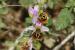 Ophrys holosericea---EM---(Burm. f.) Greuter