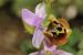 Ophrys holosericea---EM---(Burm. f.) Greuter