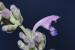 Nepeta curviflora---EM---Boiss. 