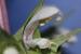 Moluccella spinosa---EM---L.