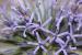 Echinops adenocaulos---EM---Boiss.