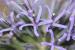 Echinops adenocaulos---EM---Boiss.