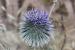 Echinops adenocaulos---EM---Boiss.