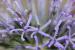 Echinops adenocaulos---EM---Boiss.