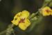 Verbascum sinuatum ---EM---L.