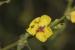 Verbascum sinuatum ---EM---L.