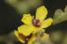 Verbascum sinuatum ---EM---L.