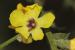 Verbascum sinuatum ---EM---L.