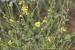 Verbascum sinuatum ---EM---L.