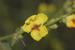 Verbascum sinuatum ---EM---L.