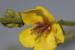 Verbascum sinuatum ---EM---L.