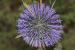 Echinops adenocaulos---EM---Boiss.