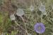Echinops adenocaulos---EM---Boiss.