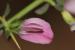 Ononis spinosa ---EM---L.