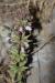 Moluccella spinosa---EM---L.