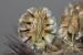 Artedia squamata ---EM---L.