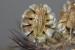 Artedia squamata ---EM---L.