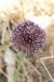 Allium ampeloprasum ---EM---L.
