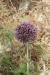 Allium ampeloprasum ---EM---L.