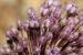 Allium ampeloprasum ---EM---L.