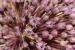 Allium ampeloprasum ---EM---L.